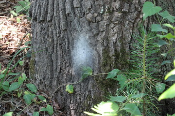 Gespinst des Eichenprozessionsspinner