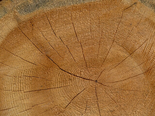 Fototapeta premium Frisch gesägte Baumstämme