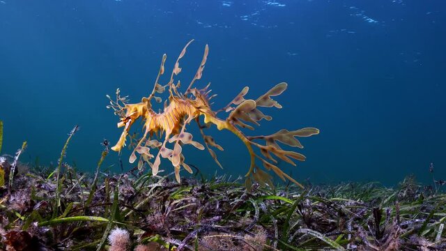 Leafy Seadragon Phycodurus eques swims in the sun rays 4k 25fps