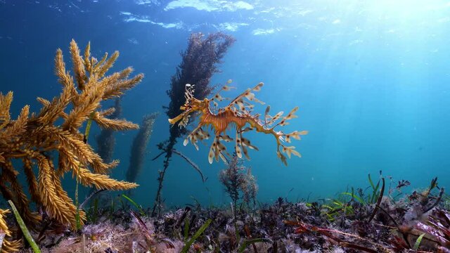 Leafy Seadragon Phycodurus eques swims in the sun rays 4k 25fps