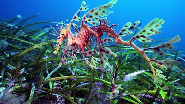 Leafy Seadragon Phycodurus eques swims in the sun rays 4k 25fps