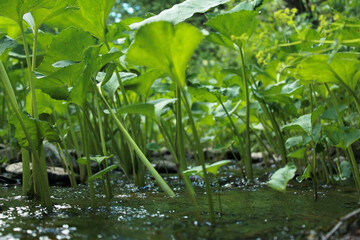 Fototapeta na wymiar green leaves in the pond