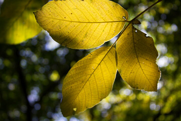 yellow autumn september tree leaves in the sun