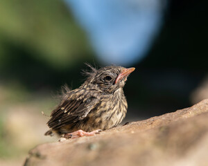 A Blackbird chick that has fallen out of its nest and is sitting on a rock.