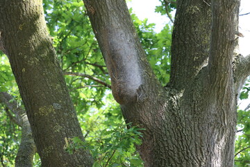 Gespinst des Eichenprozessionsspinner