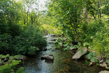 Naklejka premium stream in the woods