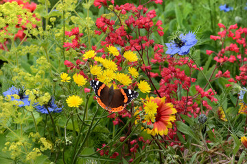 Schmetterling 718 © K.-U. Häßler
