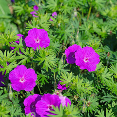 Bl&uuml;hender Storchschnabel, Geranium