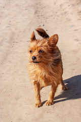 Yorkshire Terrier stands on the street on a dusty road. Long brown dog hair and large ears. Sunny. Vertical.