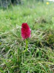 Nigritella - Beautiful small pink flowers in the mountains. Nigritella is a genus of flowering plants from the orchid family. 
