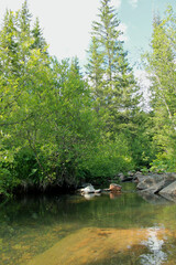river in the woods
