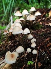 Mushrooms in the forest