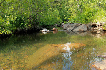 river in the woods