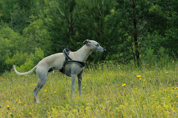 Naklejka na ściany i meble white horse running in the field