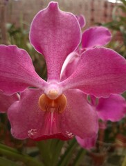 Beautiful pink orchid in the garden closeup 