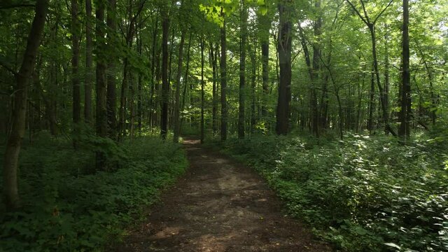 Hiking POV on a trail through a dense forest