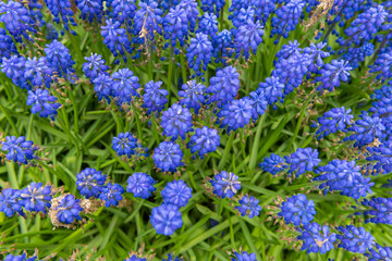 Beautiful Lavender flower