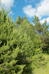 forest in the mountains