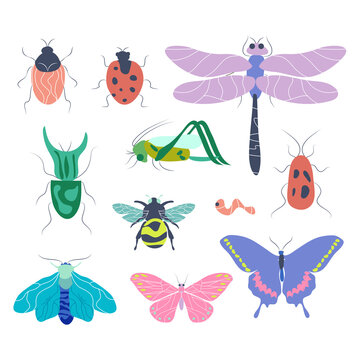 Collection of elegant insect design concepts: butterflies, moths and other beetles isolated on a white background.