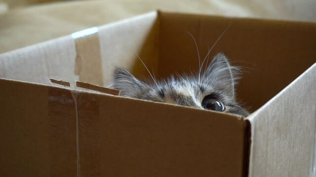 adult domestic cat is hiding in a cardboard box.