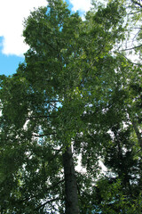 trees in the forest