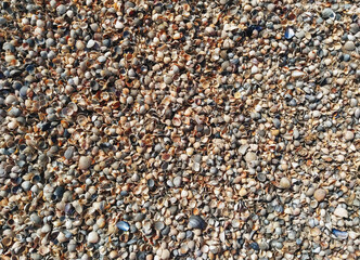 The texture of small, different sized multi-colored sea shells mixed with gray sand. Photograph, top view.