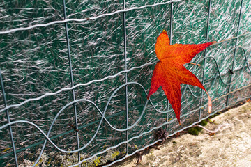 Bright red and orange maple leaf into metal fence home garden autumn season background