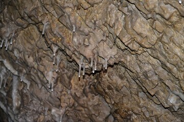 A group of small stalactites hanging from the ceiling of a granite cave. Small water droplets at the ends of the stalactites.