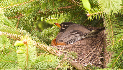 Mother robin on her nest in a spruce tree in the spring.