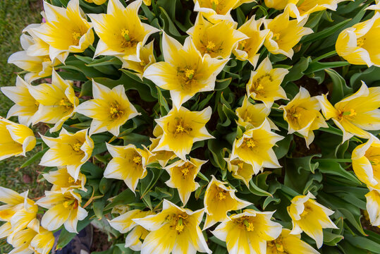 Beautiful Yellow Tulip