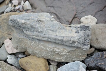 Closeup shot of a fossil of a prehistoric sea creature found on a beach