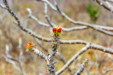 Exotic plant in Brazilian semiarid, caatinga. Brazil