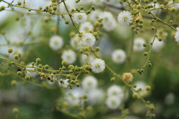 beautiful yellow acacia babul flower in nice blur background wallpaper hd