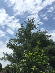 trees and sky