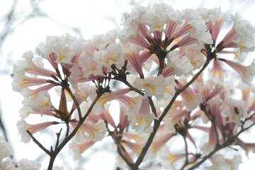 flower of Ippe branca