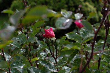 Dark pink rose flower bud in the bush after the rain