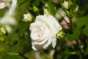 Romantische weiße Rose 