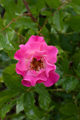 Pink rose flower close up in the garden after the rain.