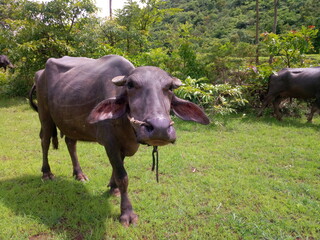 buffalo in the field