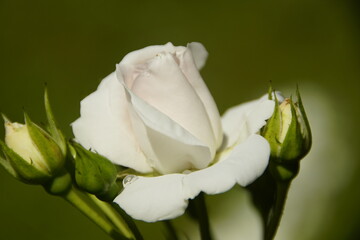Romantische weiße Rose 