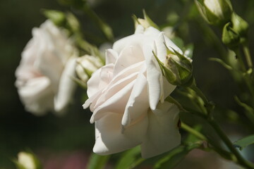 Romantische weiße Rose 