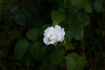 Fototapeta premium Snow white rose flower close up in the evening garden