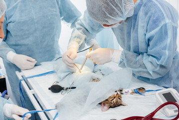 In a modern veterinary clinic, an operation is performed on an animal on the operating table in...