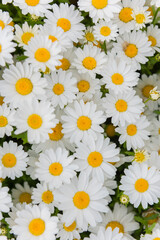 Beautiful daisy camomile flower.