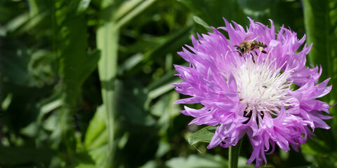 Fototapeta premium image of beautiful flowers in the garden close-up