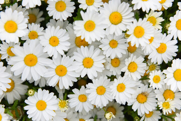 Beautiful daisy camomile flower.