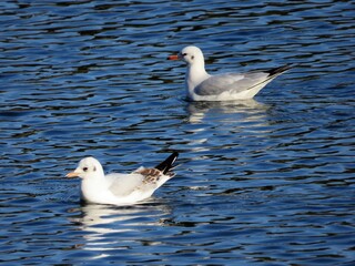 Seagulls on the water