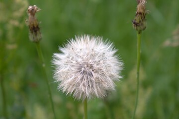 fluffy dandelion close up on blurry background of dried plants