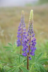Vertical shot of a beautiful purple lupin covered with dew in Cumberland County, Nova Scotia, Canada
