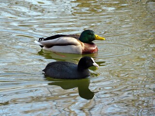 Wild duck and common coot  (eurasian coot) on the water